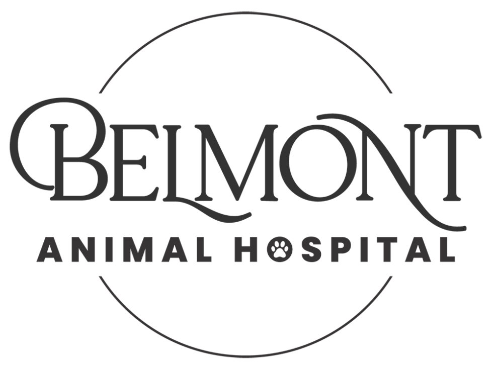 Best Vet Hospital In Belmont, NC Belmont Animal Hospital