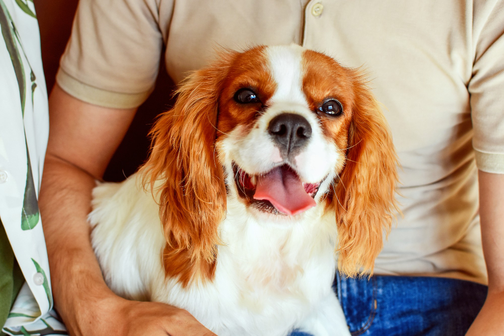 cavalier-king-charles-spaniel-puppy-pet-dog-portrait