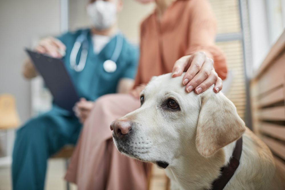 close-up-white-labrador-dog-vet-clinic-with-female-owner-petting-him-copy-space