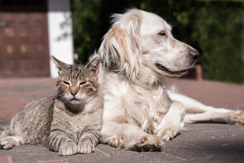 dog-cat-playing-together-outdoor-cat-dog-friendship-cat-dog-love