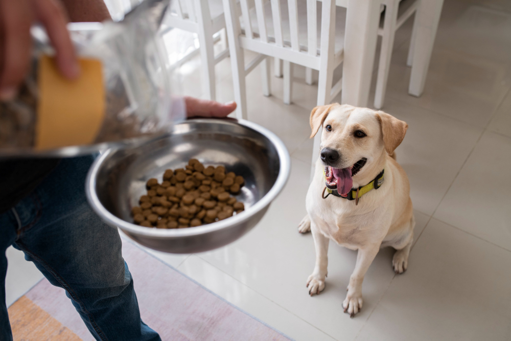 owner-serving-food-bowl-their-pet-dog