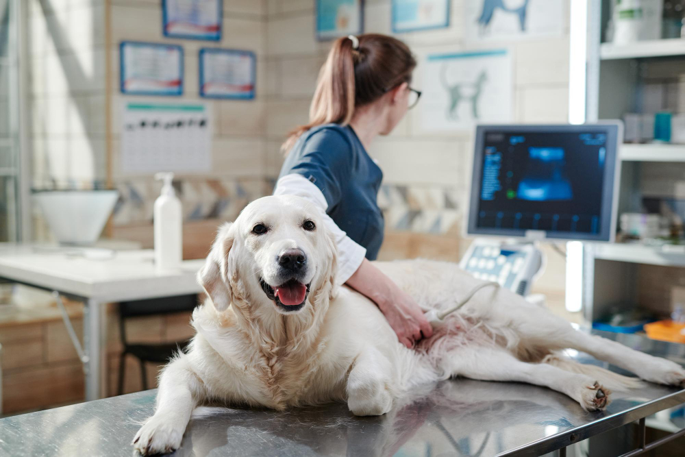 portrait-purebred-sick-dog-lying-table-while-vet-looking-monitor-she-doing-ultrasound-scan-office