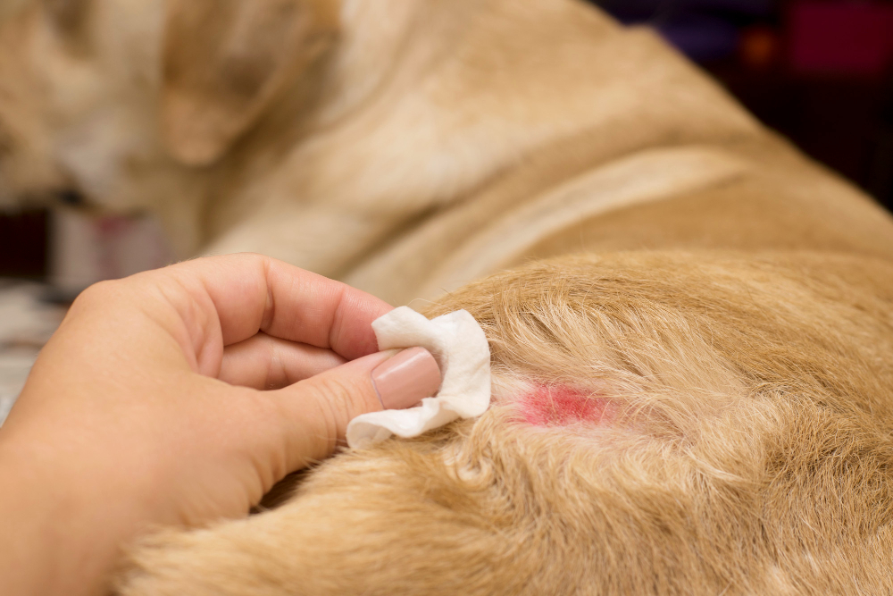 skin-diseases-yellow-labradors