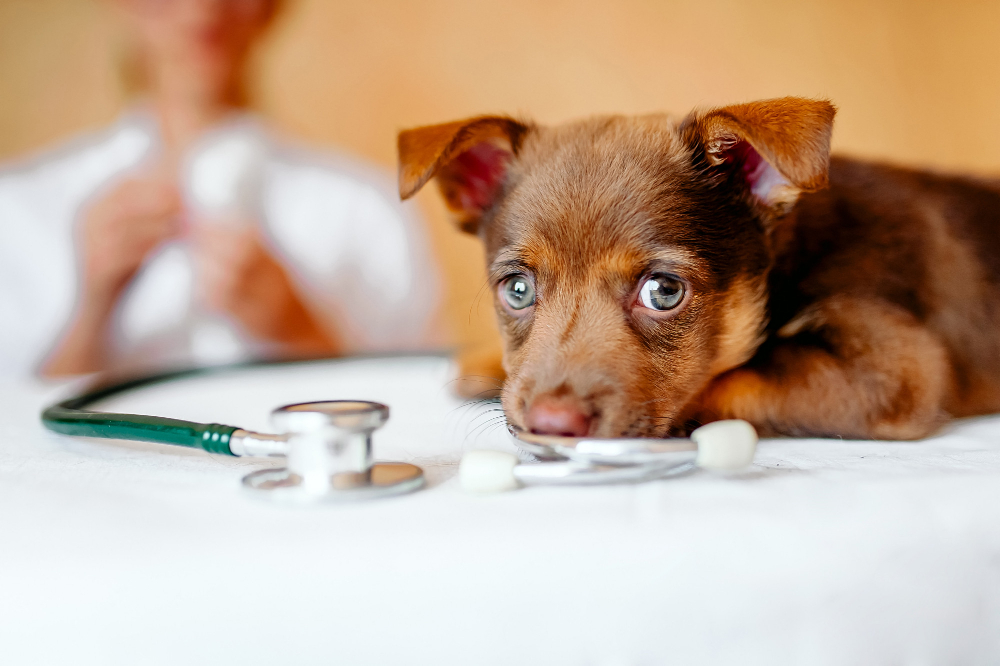 dog-with-medicine