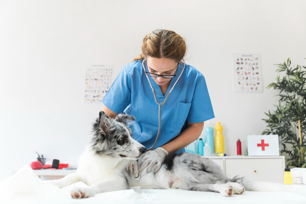 veterinarian-checking-dog-with-stethoscope-table-vet-clinic