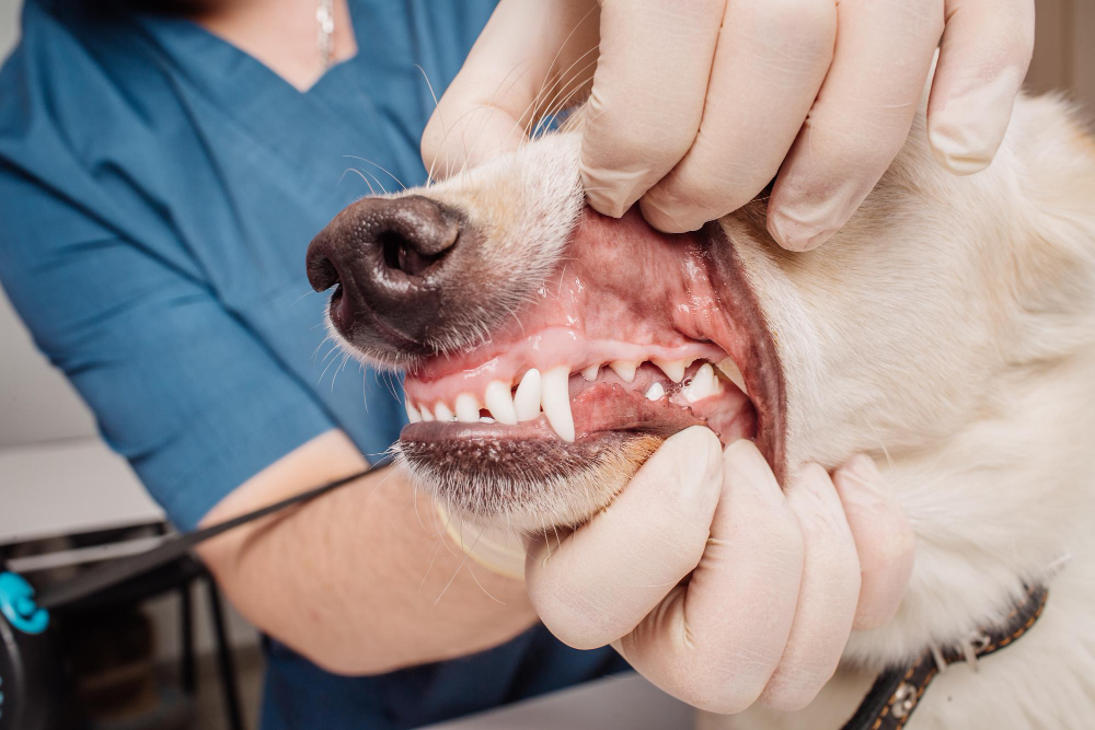 veterinarian-doctor-inspecting-dog-teeth-vet-clinic